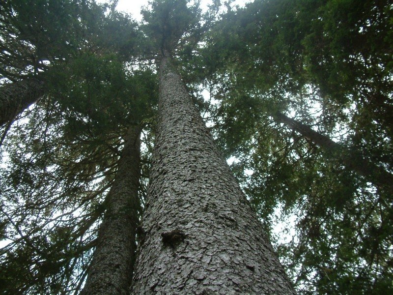 Straight spruce tree makes great sounding violin soundboards. Woodbuying tour to Paneveggio, South Tirol in 2009